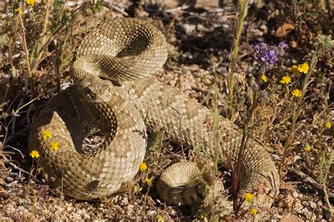 First Aid for Mojave Rattlesnake Bite