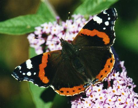 Red Admiral ~ Butterfly of The Earth