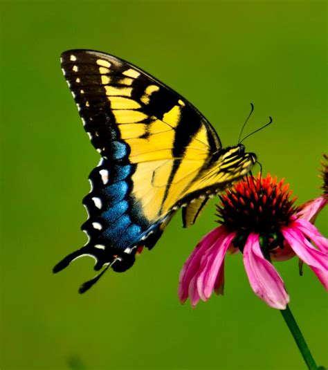 Swallowtail Butterfly | Shutterbug