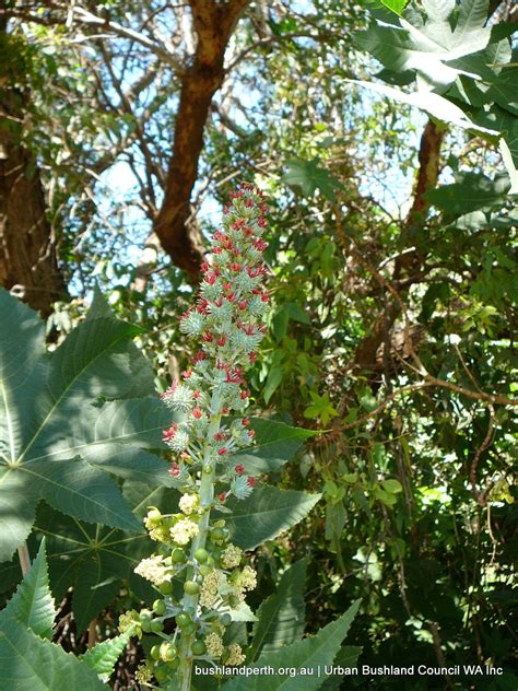 Castor Oil Plant - Urban Bushland Council WA