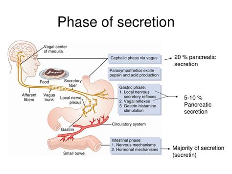 PPT - GI tract secretion PowerPoint Presentation, free download - ID:443518