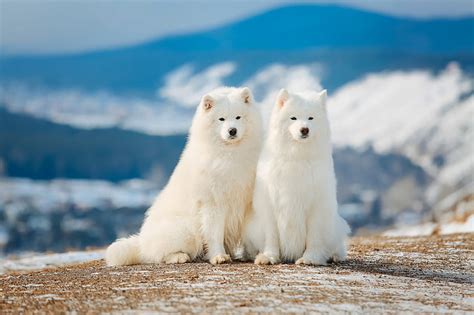 88+ Samoyed Wallpaper Iphone - l2sanpiero