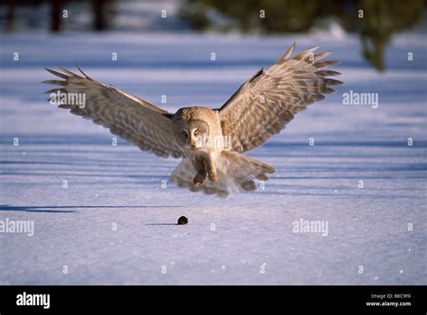 OWL & prey Stock Photo - Alamy