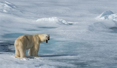 Svalbard Photography Tour by Darter Photography