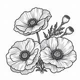 Poppy Flowers 🌺 Coloring Page sketch template