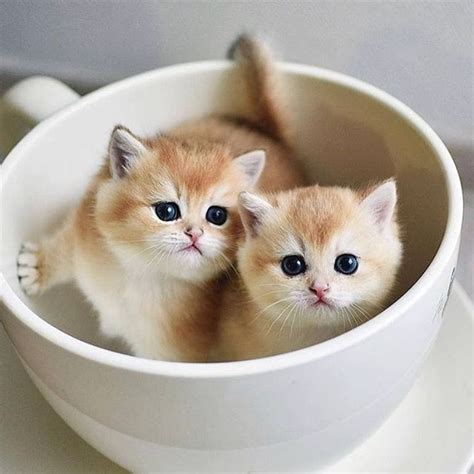 The cutest coffee weve ever seen Happy Monday @chiots_chatons | Kittens ...