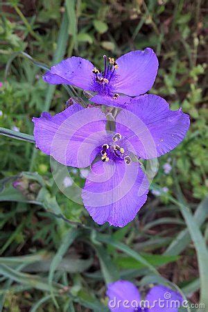 Spiderwort: A Beautiful Native Wildflower for Your Garden