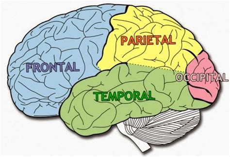 Pin en neurociencia