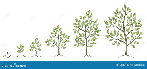 Tree Growth Stages. Vector Illustration. Ripening Period Progression ...