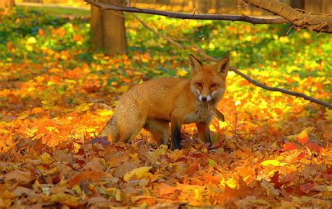 Animals Loving Autumn [40 PICS]