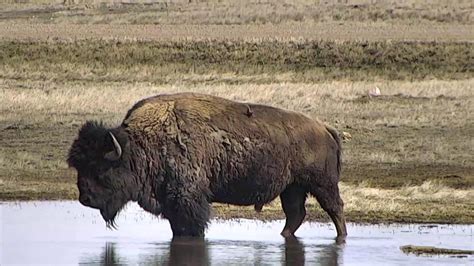 Bison Cam - Watering Hole at Grasslands National Park | Explore.org