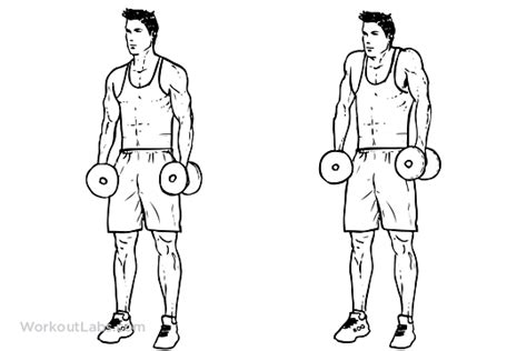 Dumbbell Shrug | Illustrated Exercise guide - WorkoutLabs