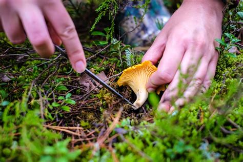 Orange Mushroom Identification: 11 Common Varieties