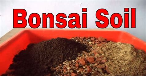 5 Best Types of Bonsai Soil For The Bonsai Gardener