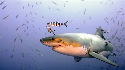 The Great White Shark Adaptations - Behavioral, Structural ...