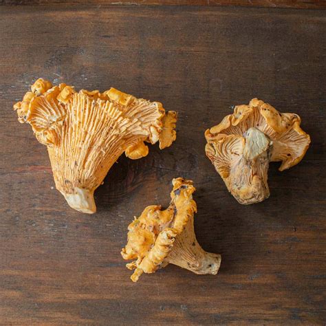 California Chanterelles: Cantharellus californicus - Forager | Chef