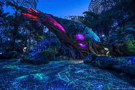 PHOTOS + VIDEO: Pandora - The World of Avatar Comes Alive at Night