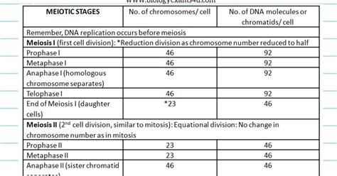 Chromosomes and Chromatid Count in Humans during Meiosis ~ Biology ...