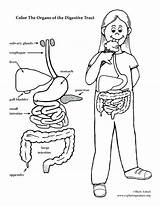 Anatomy Coloring Page Drawing Diagram  Home sketch template