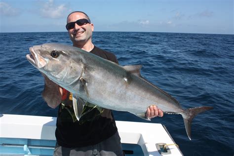 Show Me The Fish Charters: Abundance of Amberjacks