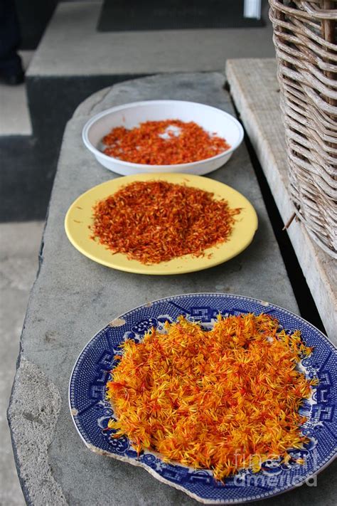 Harvesting Saffron Photograph by Gretchen Treves - Fine Art America