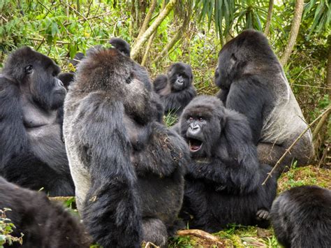 10 Facts about Gorillas - Fact Expert