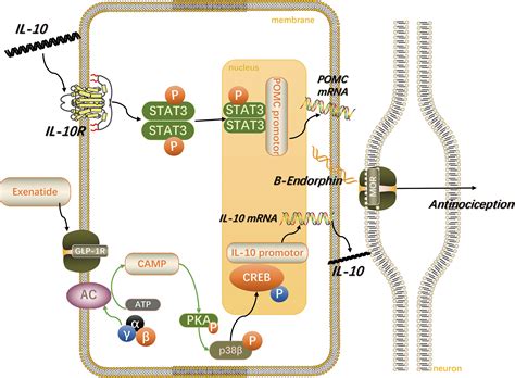 Frontiers | GLP-1 Receptor Agonists: Beyond Their Pancreatic Effects