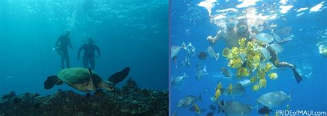 Top 10 Snorkeling Spots in Maui | Best Snorkeling on Maui