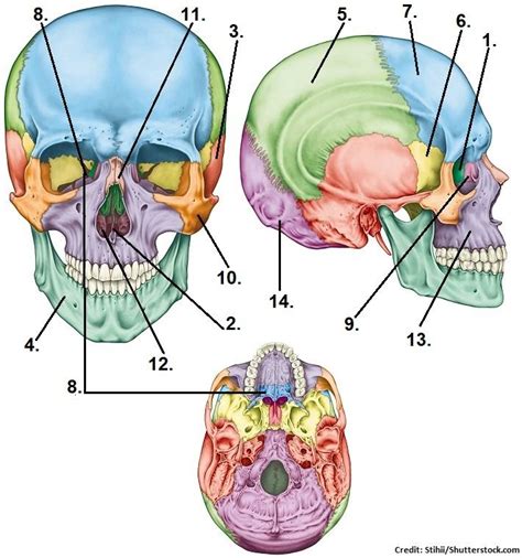 three views of the human skull with labels