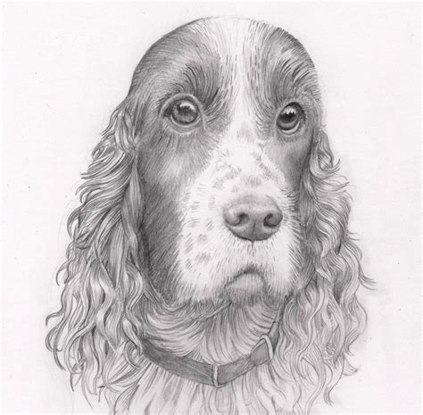 Pencil Dog Portrait: Custom drawing of your pet dog. Pencil