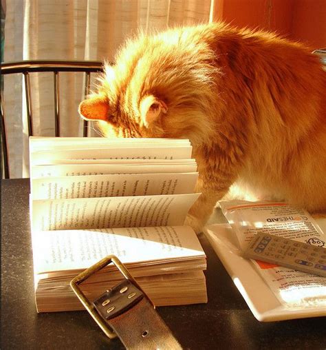 cat reading by raider of gin, via Flickr | Cat reading, Cat books, Cats