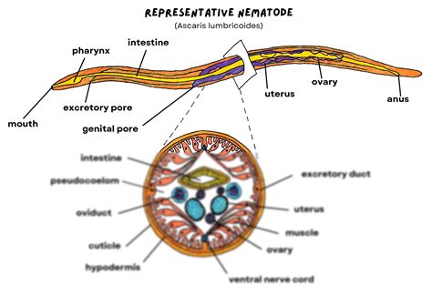 Nematoda Ascaris Anatomy