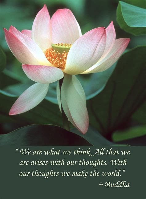 Lotus Flower Buddha Quote Photograph by Chris Scroggins