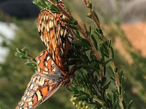 Wildlife Habitat Conservation Coalition | Environmental Center of San Diego