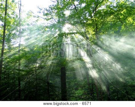 Forest Sunlight Image & Photo | Bigstock