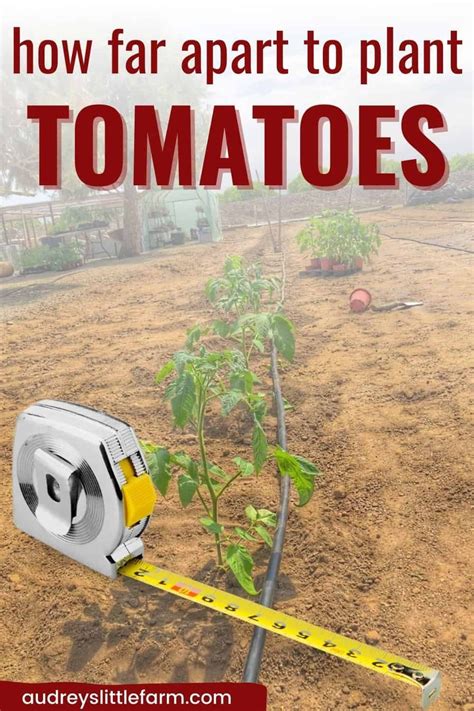 How Far Apart to Plant Tomatoes - Audrey's Little Farm | Tomato ...