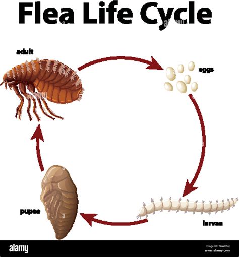 Diagram showing life cycle of flea Stock Vector Image & Art - Alamy