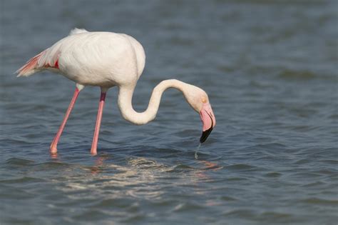 [MedArtSal] Did you know that the pink colour of flamingos comes from the salt flats? | ENI CBC Med