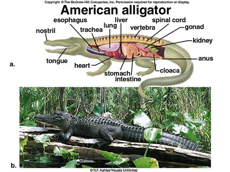 dissection - american alLIgator