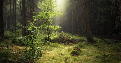 Forest 4k Wallpaper For Pc Forest 4k Wallpapers For Your Desktop Or Mobile Screen Free And Easy ...