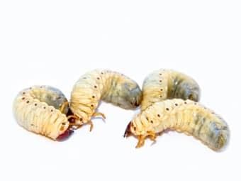 4 Ways to Control Grubs