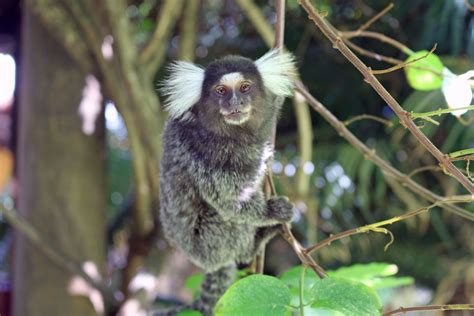 10 Remarkable Rainforest Animals