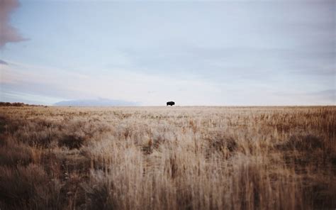 buffalo, animals, landscape, plains, field, outdoors, mammals, sky ...