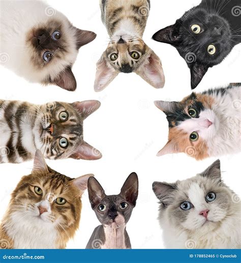 Group of cats in studio stock image. Image of studio - 178852465