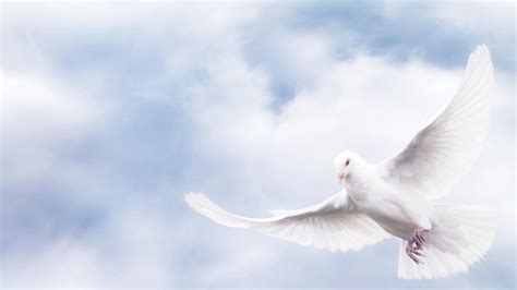 Download Funeral Peace Dove Wallpaper | Wallpapers.com