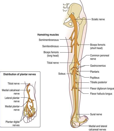 Spine Anatomy Sciatic Nerve