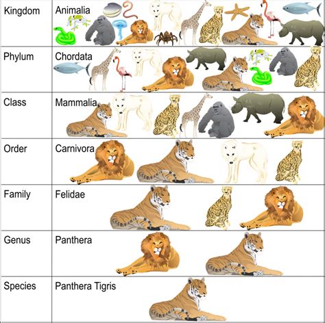 Classification System Science Lesson: Learning Taxonomy | Woo! Jr. Kids ...