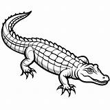 Alligator coloring pages Free Printable 51004765 Vector  sketch template