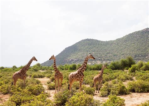 Visit Samburu National Reserve in Kenya | Audley Travel