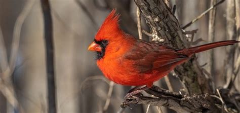 Cardinal Bird Call | Free Sound Effects | Animal Sounds